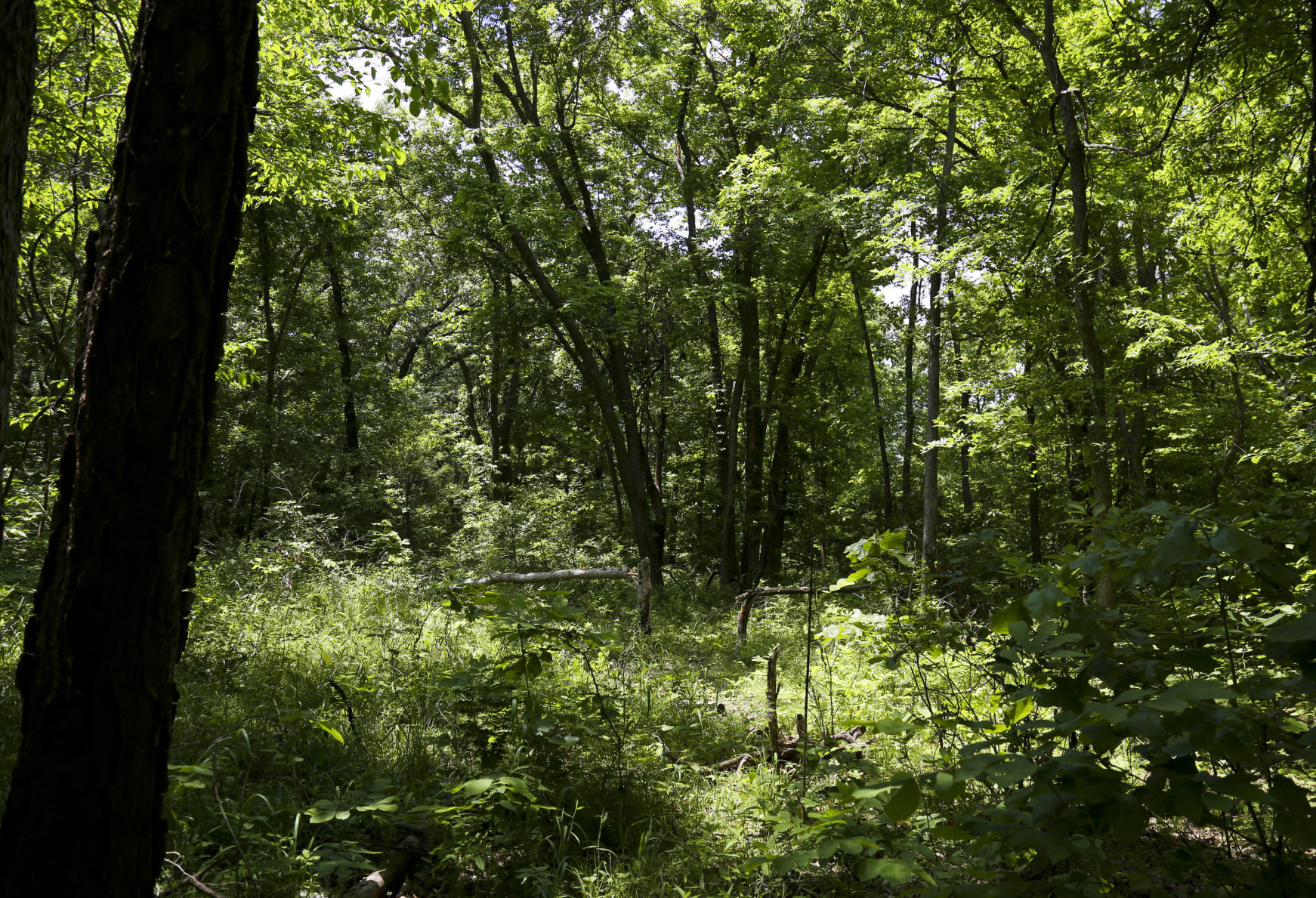 camp scott girl scout murder (copy)